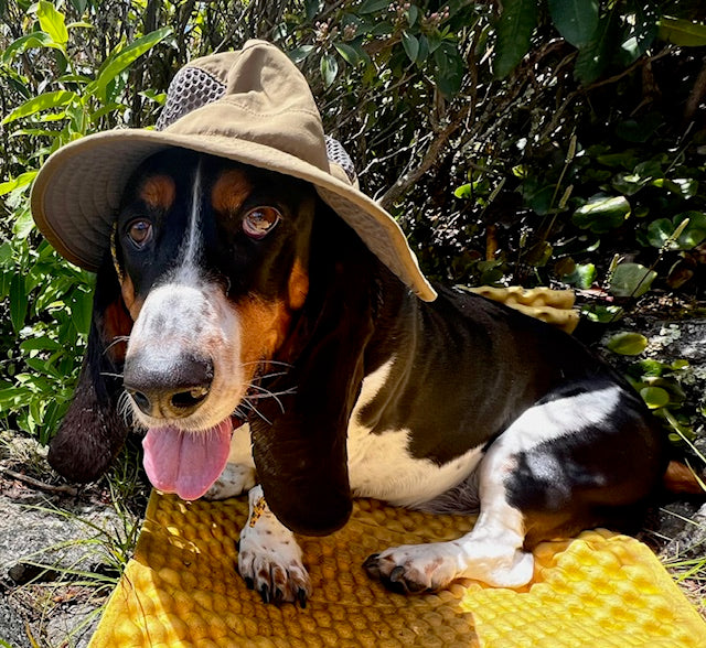 Dozer, the Nantahala Gear Xchange store mascot dog, wearing a hiking hat outdoors.